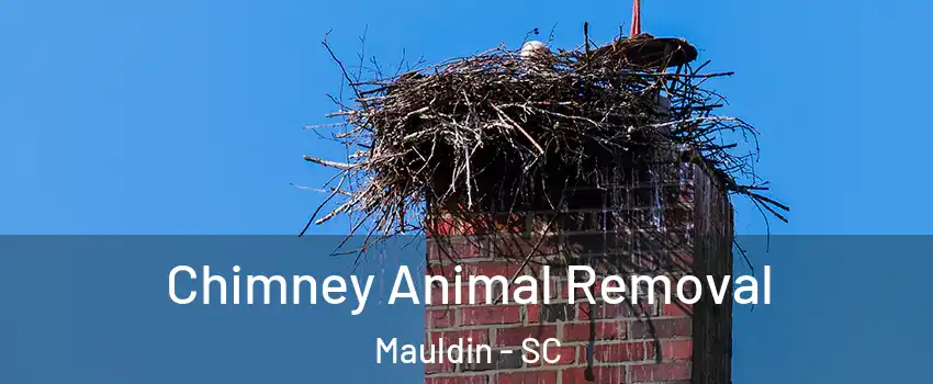  Chimney Animal Removal Mauldin - SC