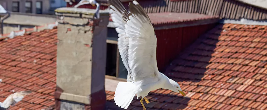 Residential Chimney Animal Removal Solution in Mauldin, SC