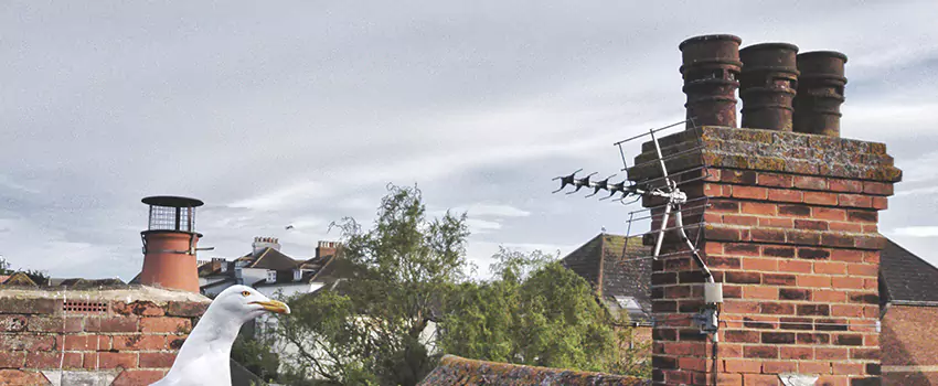Chimney Cleaning And Restoration in Mauldin, South Carolina